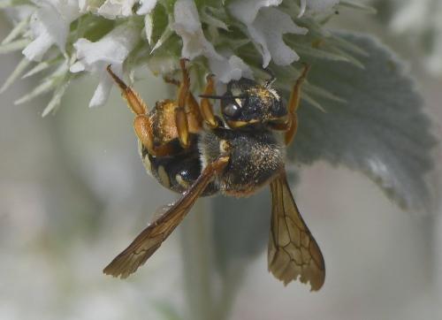 Réf. 234 128 : Rhodanthidium septemdentatum